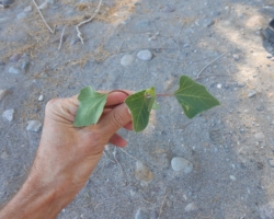 Dokumentacja roślin z Lesbos